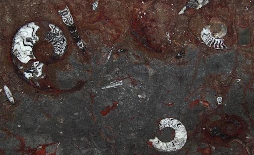 Marmo Gran fossil